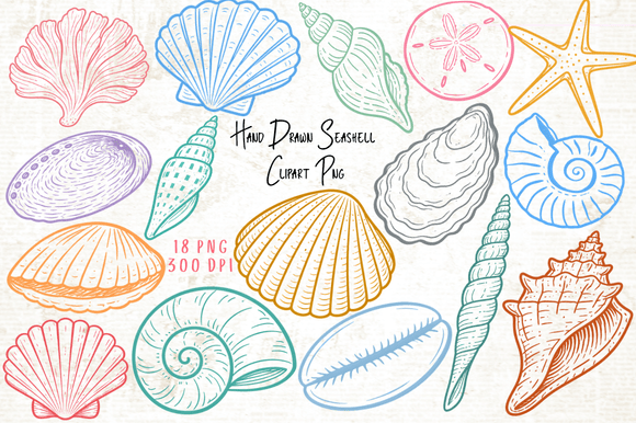 Download Hand Drawn Seashell Clipart PNG - Hand drawn Collection